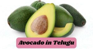 Avocado in Telugu