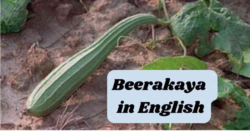 Beerakaya in English