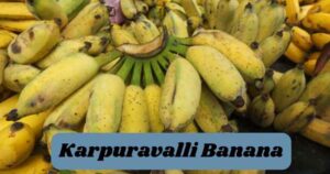 Karpuravalli Banana health Benefits