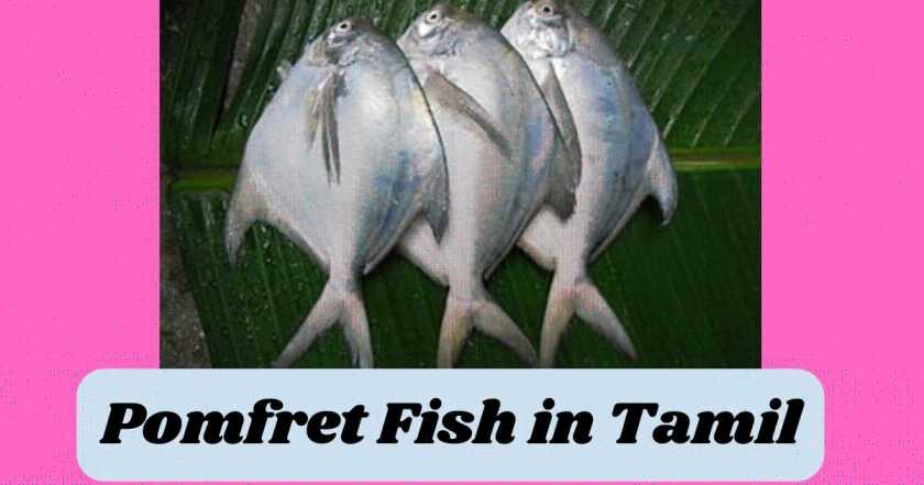 Pomfret fish in tamil