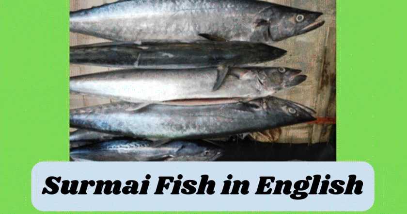 Surmai fish in english