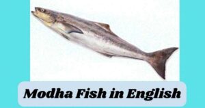 modha fish in english