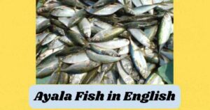 Ayala Fish in English
