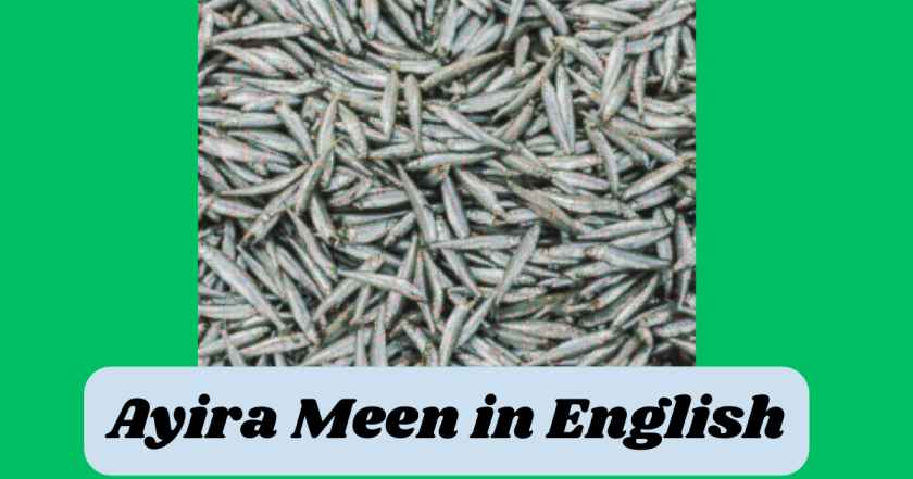 Ayira Meen in English