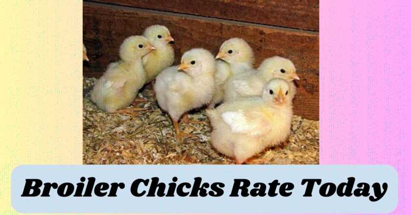 Broiler Chicks Rate Today