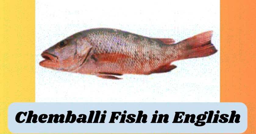 Chemballi Fish in English