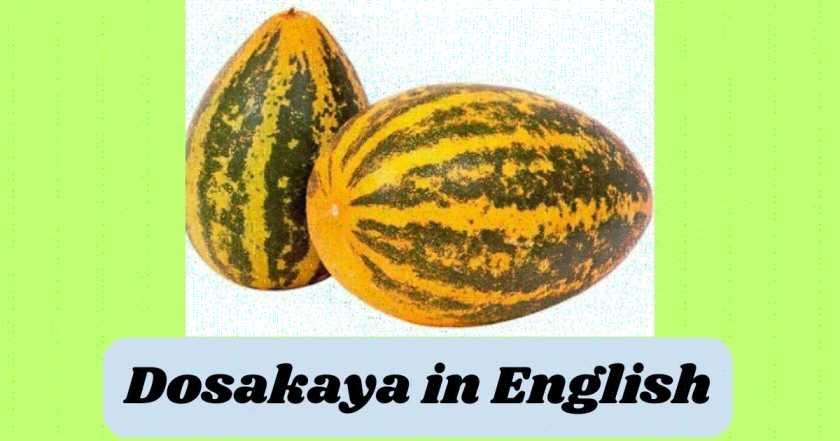 Dosakaya in English