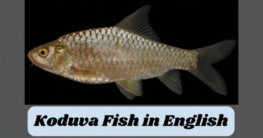 Koduva Fish in English
