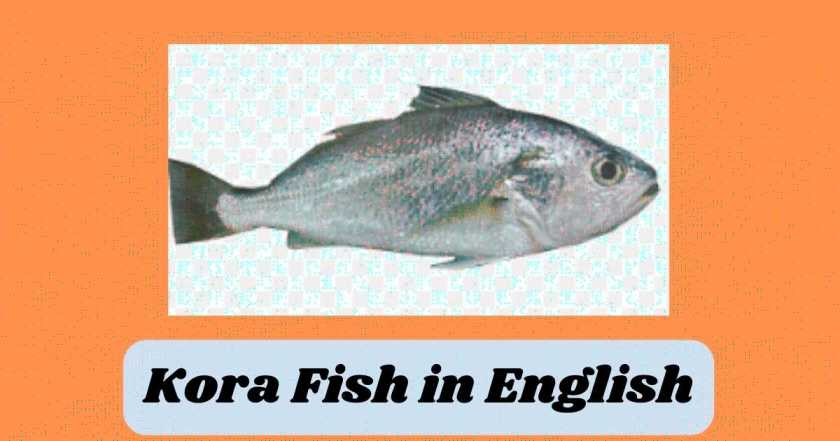 Kora Fish in English