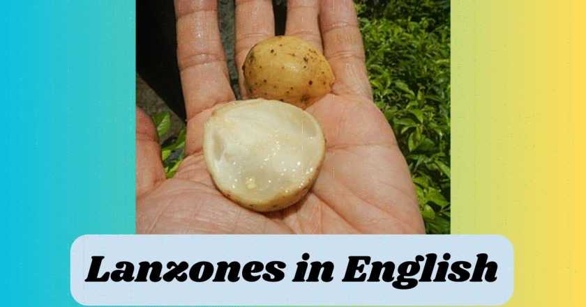 Lanzones in English
