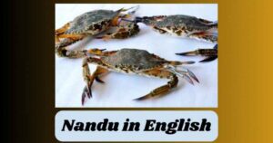 Nandu in English