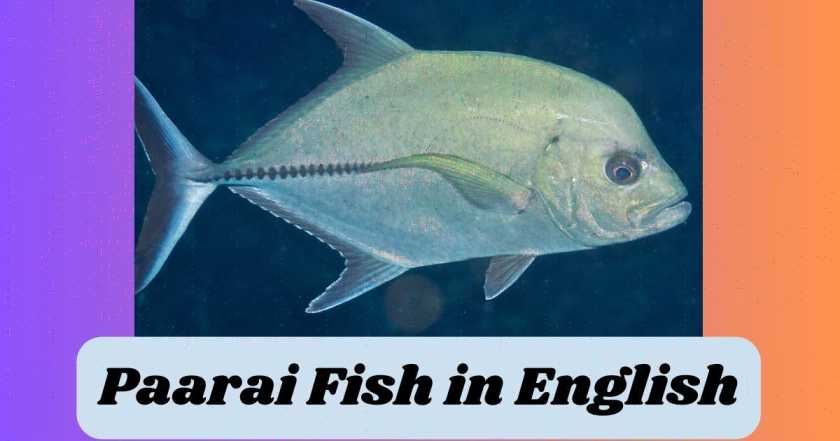 Paarai Fish in English