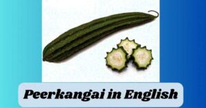 Peerkangai in English
