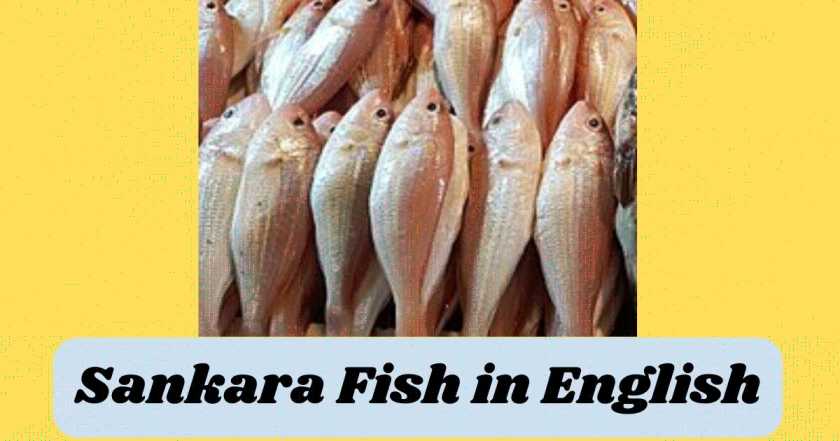 Sankara Fish in English