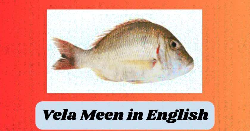 Vela Meen in English