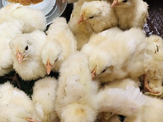 chicks price today
