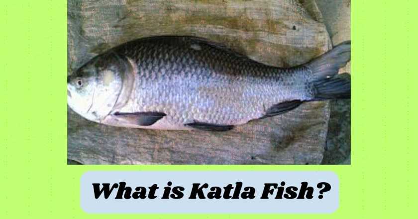 katla fish in english