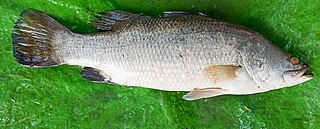 koduva fish in malayalam