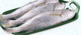 what is kora fish