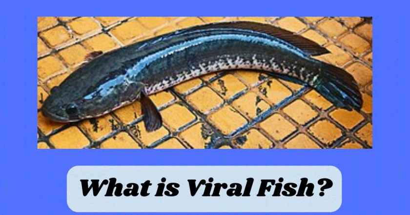 what is viral fish