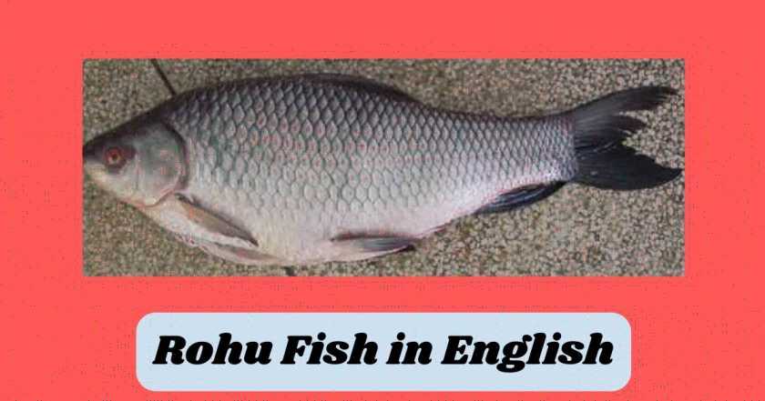 Rohu Fish in English