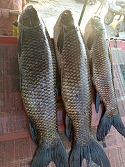 Rohu fish telugu name