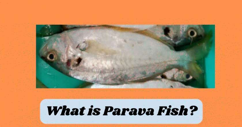 parava fish in english