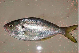 parava fish in tamil